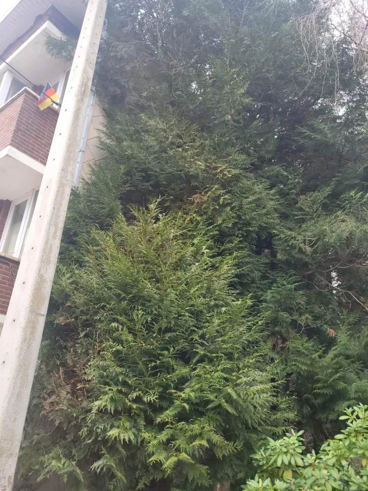 Abattage à Biercée